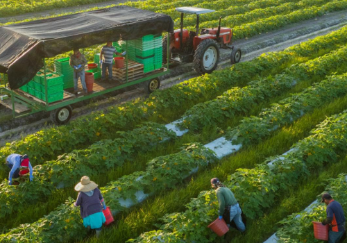banner-veg