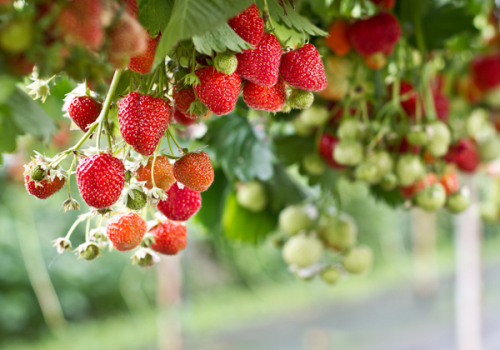 fruits