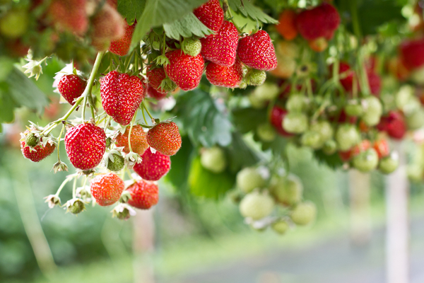fruits