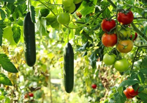 vegetables