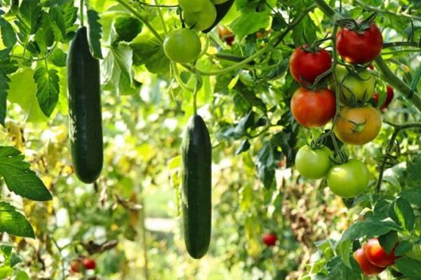 vegetables
